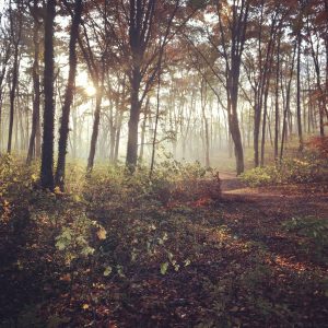 The forest next to my apartment